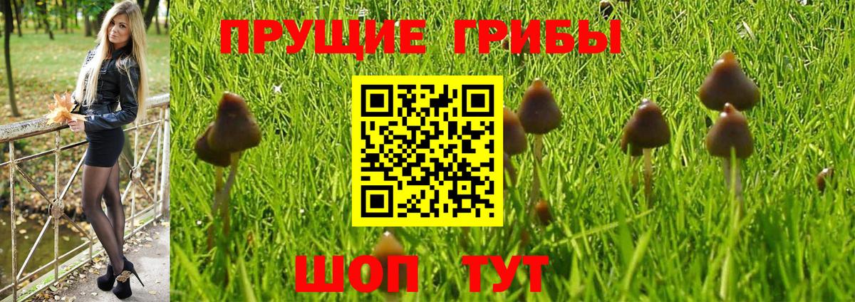 Псилоцибиновые грибы Psilocybine cubensis Кизилюрт