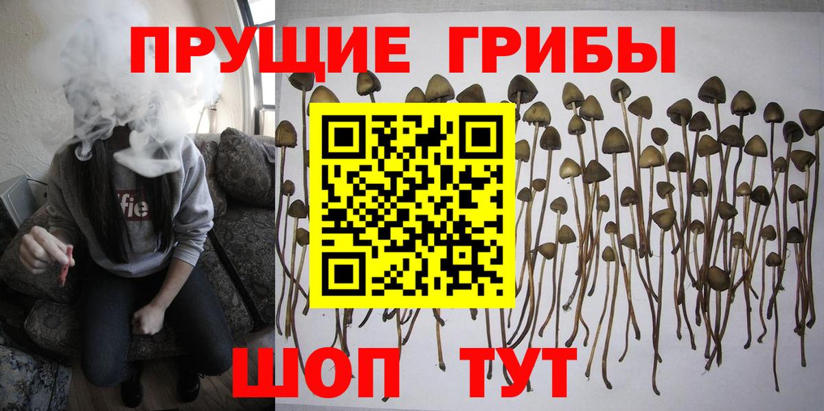Галлюциногенные грибы GOLDEN TEACHER  где найти наркотики  Кизилюрт  Галлюциногенные грибы прущие грибы  Вход с VPN 